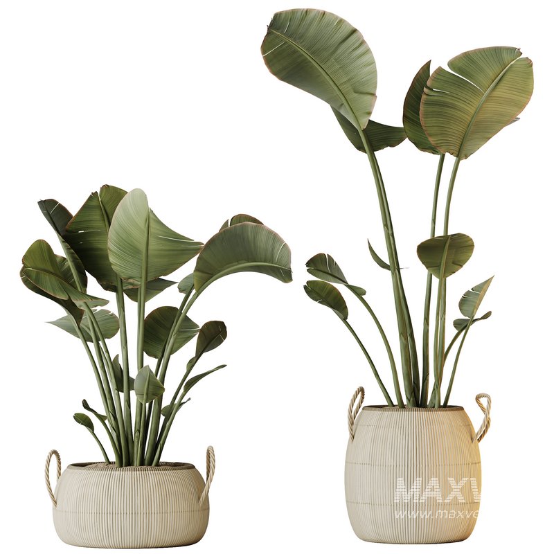 HQ HousePlants Ravenala Banana Strelitzia Nicolai Bird Of Paradise Set09 - Image 1