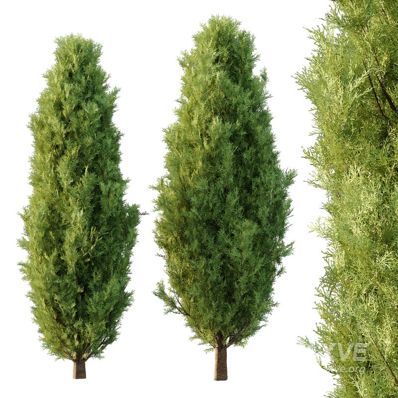 Italian Cypress Tree 30 - Image 1