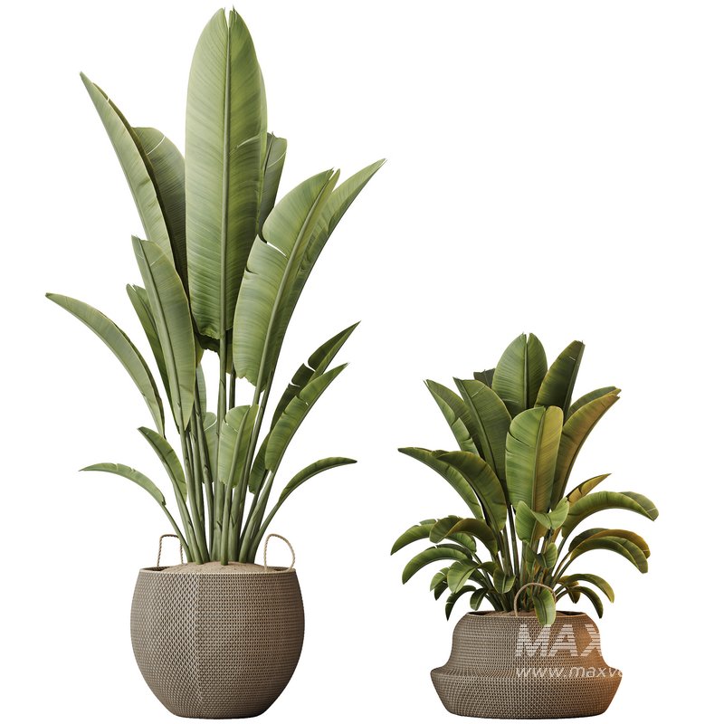 HQ HousePlants Ravenala Banana Strelitzia Nicolai Bird Of Paradise Set10 - Image 2