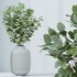 Indoor plants set 110 Eucalyptus Bouquet and Ficus Beliza - Thumbnail 3