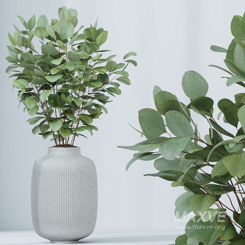 Indoor plants set 110 Eucalyptus Bouquet and Ficus Beliza - Image 3