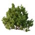 Cypress Bush 06 - Thumbnail 2