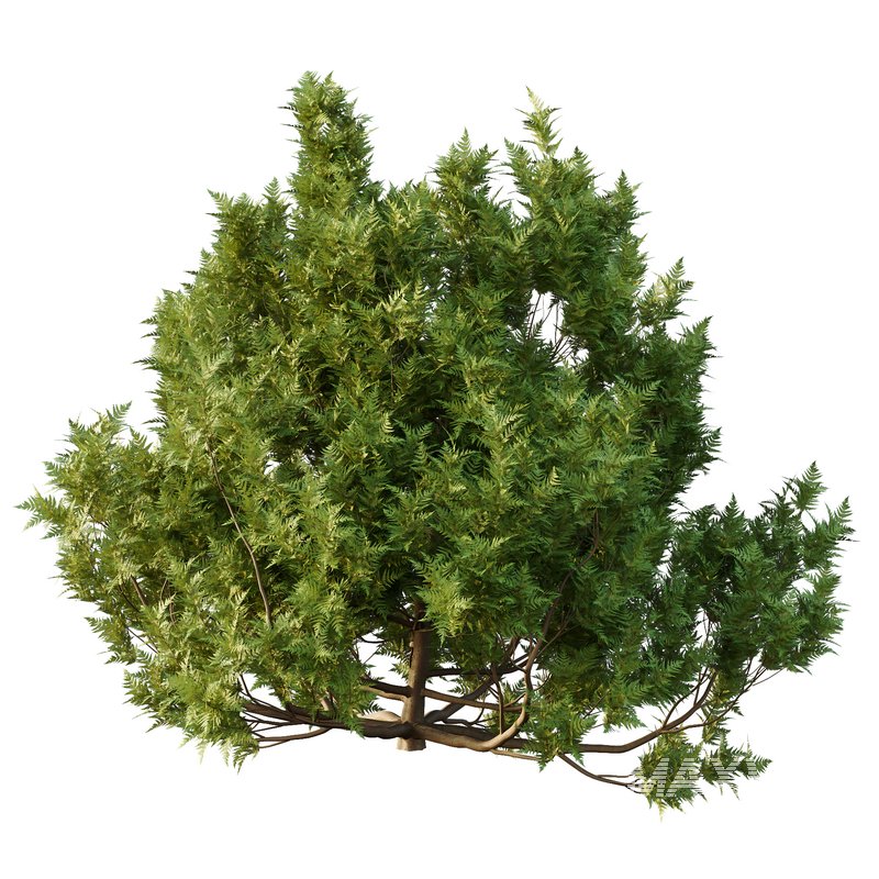 Cypress Bush 06 - Image 2