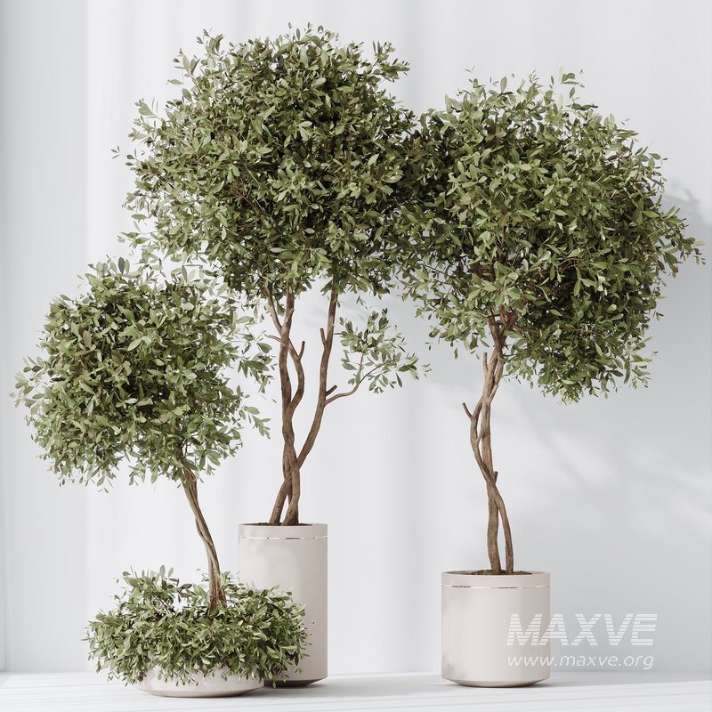 Indoor plants set 106 Olive Artificial Olivo Olea Tree and Mission Kalamata Leccino Arbequina - Image 7