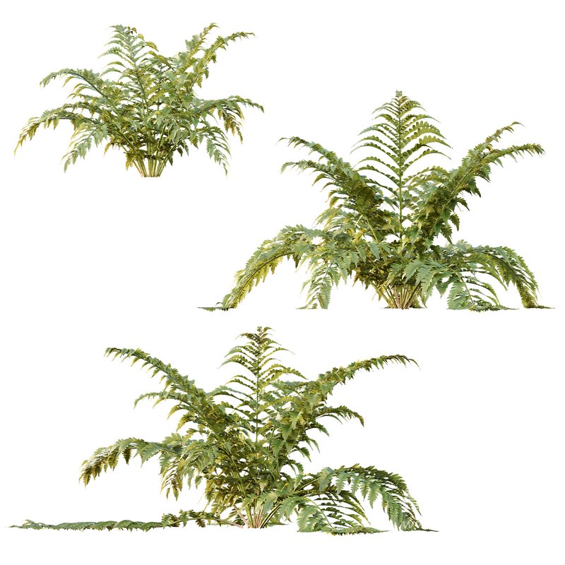 spring bush Macrothelypteris OligoPhlebia Torresiana Fern - Image 2