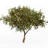 Orange fruit 2tree - Thumbnail 4
