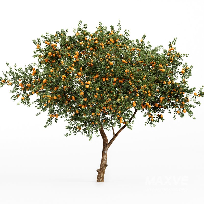 Orange fruit 2tree - Image 4