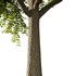 fraxinus excelsior Tree04 - Thumbnail 2