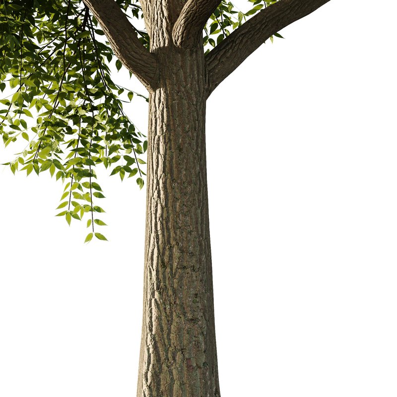 fraxinus excelsior Tree04 - Image 2