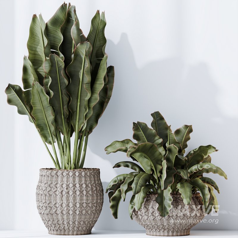 HQ HousePlants Ravenala Banana Strelitzia Nicolai Bird Of Paradise Set03 - Image 1