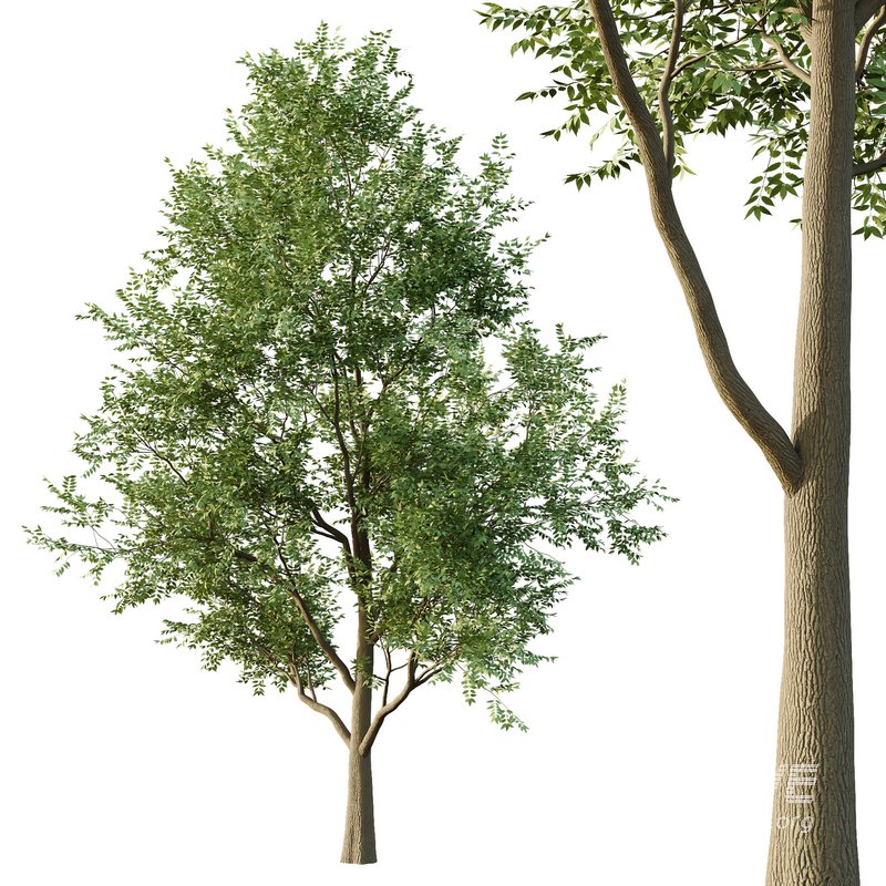 fraxinus excelsior Tree01 - Image 4