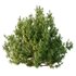 Cypress Bush 07 - Thumbnail 6
