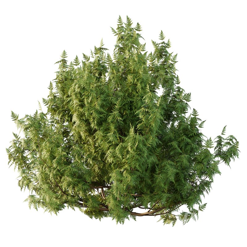 Cypress Bush 07 - Image 6