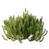 Cypress Bush 08 - Thumbnail 4