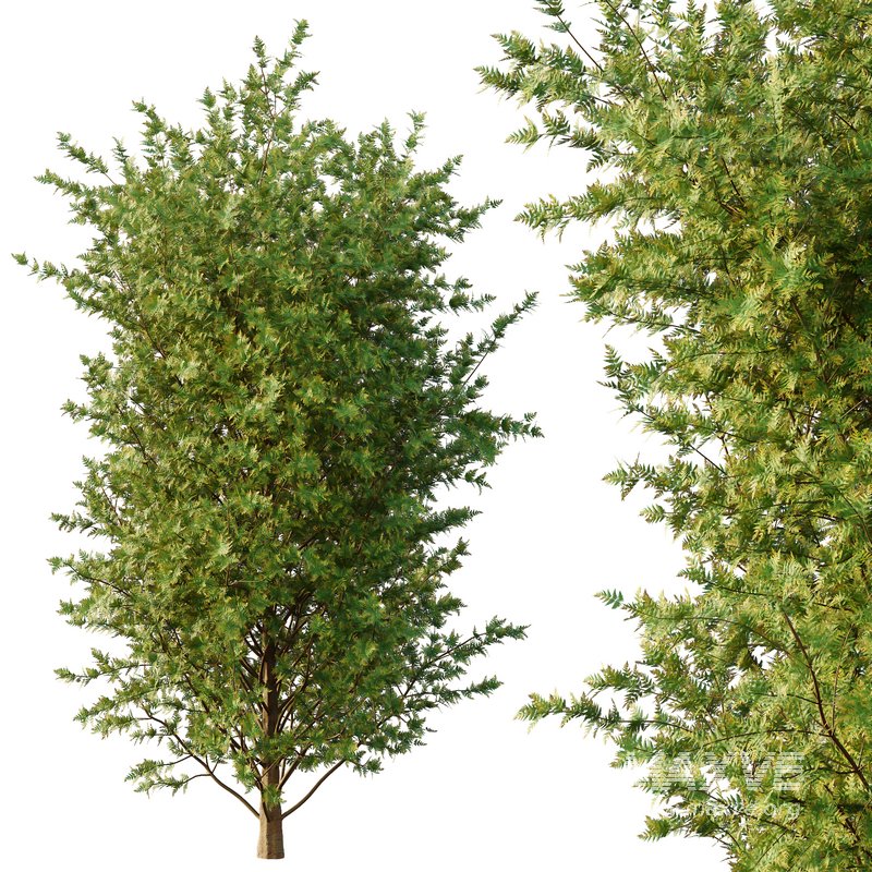 beautiful tree01 - Image 3