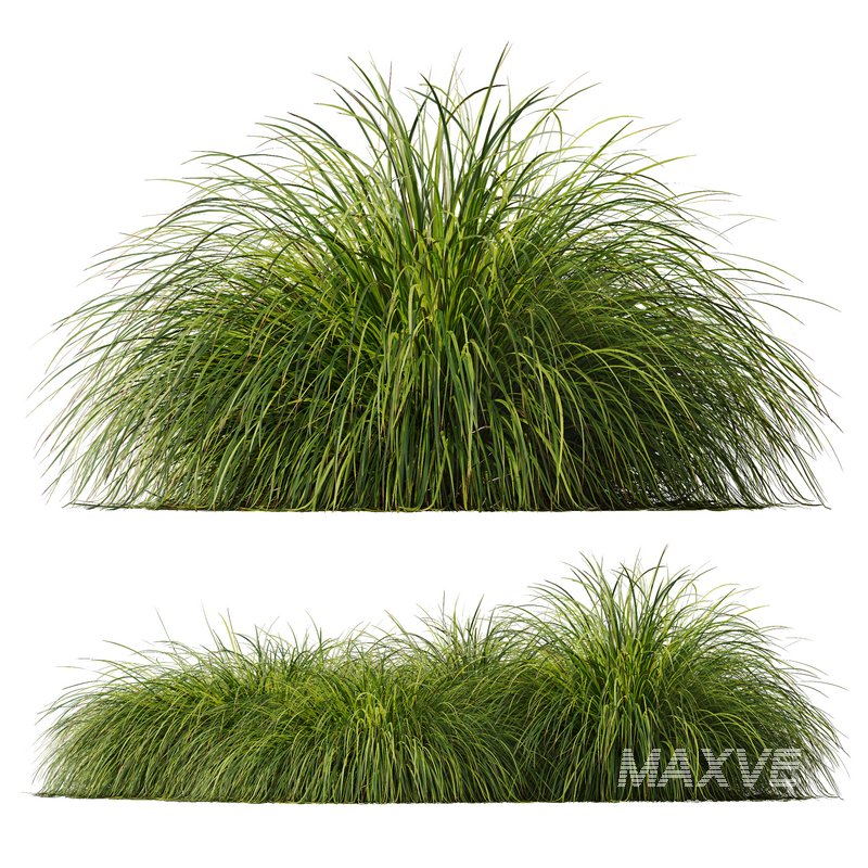 Carex Elata Aurea Grass and Calamagrostis Acutiflora Karl Foerster - Image 5