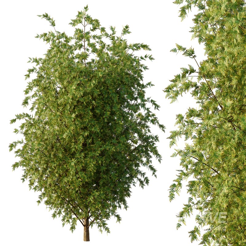 beautiful tree02 - Image 2