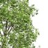 spring trees Celtis Australis and Fagus Sylvatica - Thumbnail 3