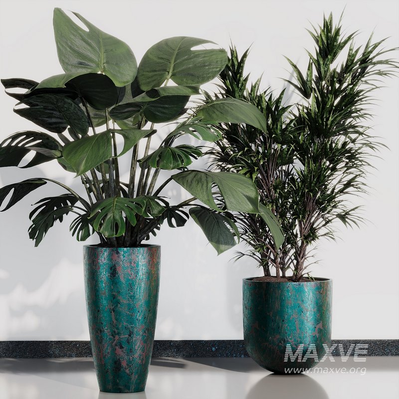 INDOOR PLANT SET 07 - Image 3