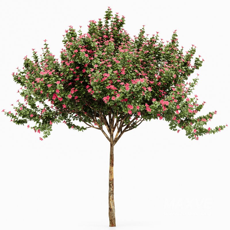 Orchid 2Tree Fragrant Flower - Image 3