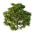 Cypress Bush 05 - Thumbnail 5