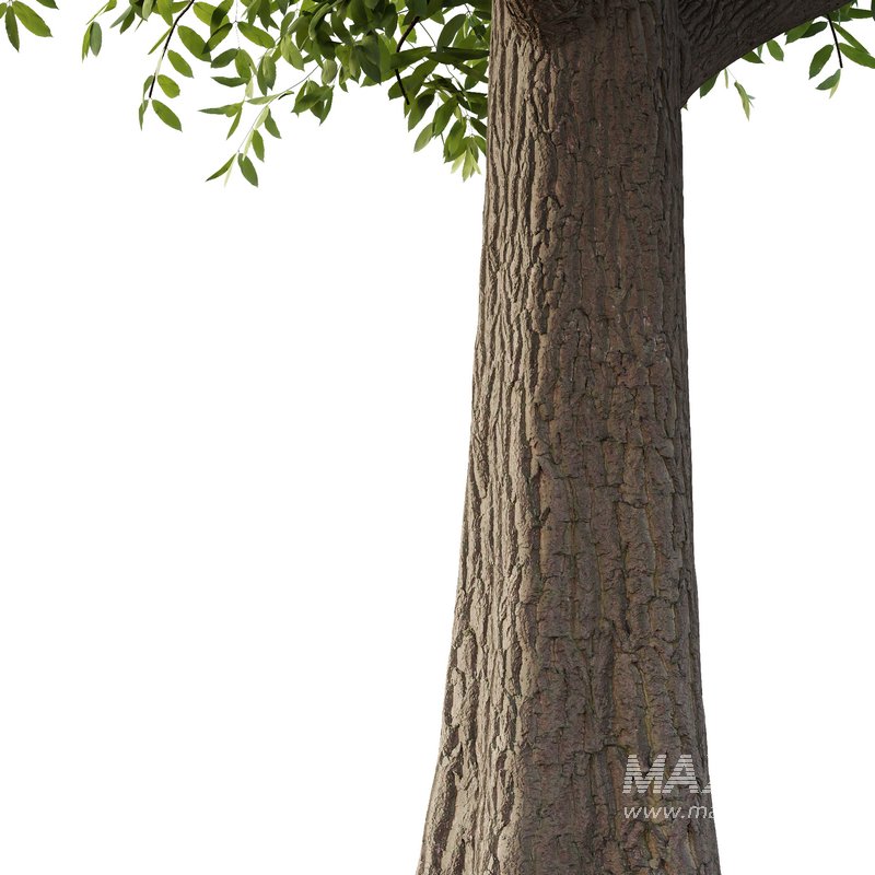 fraxinus excelsior Tree07 - Image 3