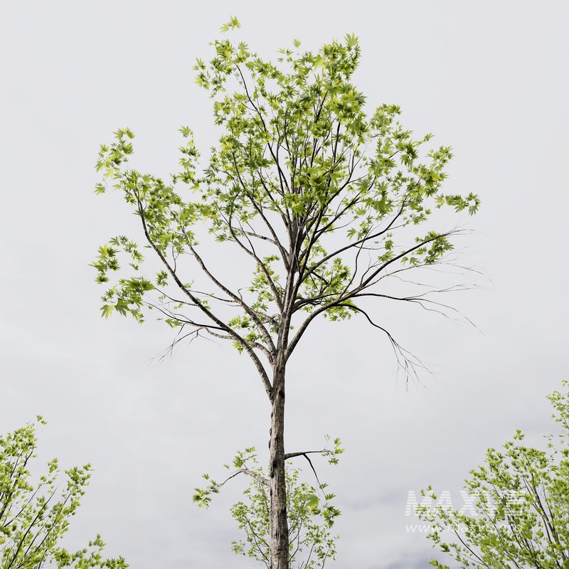 spring trees Acer Pseudoplatanus and Alnus Glutinosa - Image 5