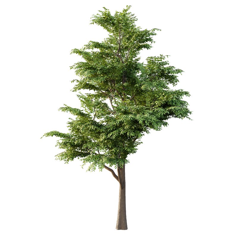 fraxinus excelsior Tree05 - Image 2