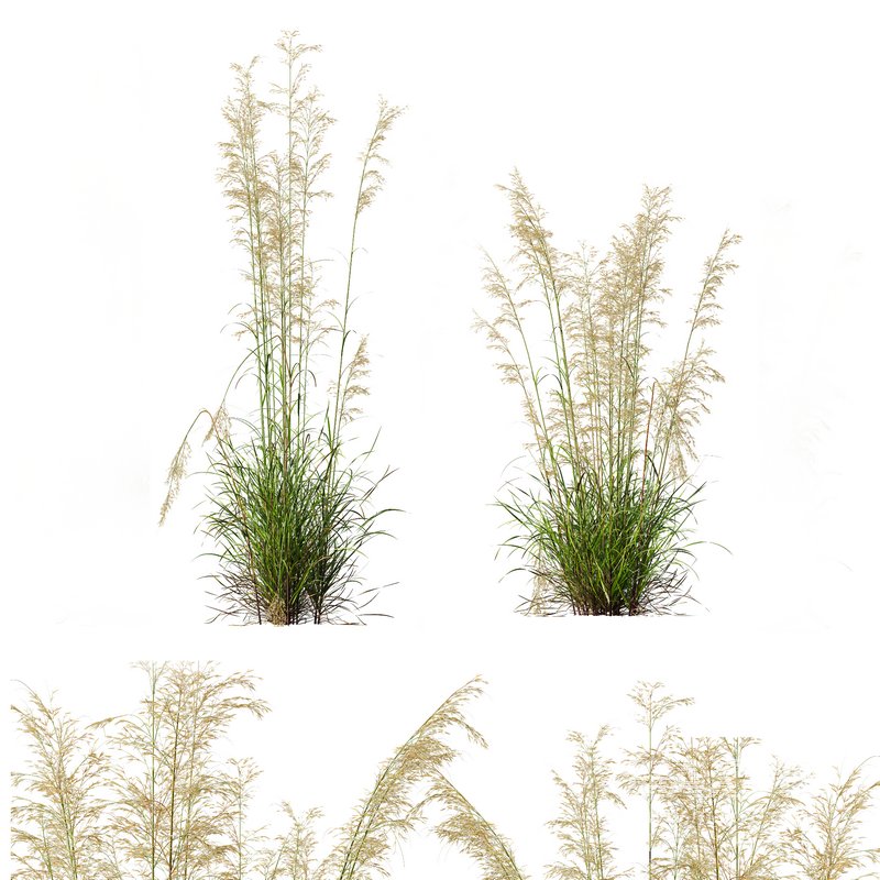 Calamagrostis Acutiflora Karl Foerster and Celtica Gigantea Stipa - Image 1