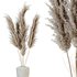 HQ HousePlants Decorative Miscanthus Pampas Dried Branches Pampy - Thumbnail 3