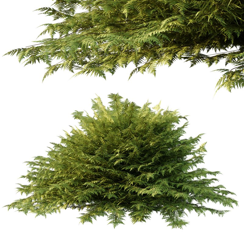 Cypress Bush 02 - Image 4