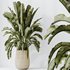 HQ HousePlants Ravenala Banana Strelitzia Nicolai Bird Of Paradise Set06 - Thumbnail 4