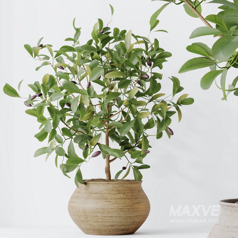 HQ HousePlants Briful Pachira Aquatica Grand Artificiel Set02 - Image 3