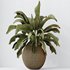 HQ HousePlants Ravenala Banana Strelitzia Nicolai Bird Of Paradise Set02 - Thumbnail 2