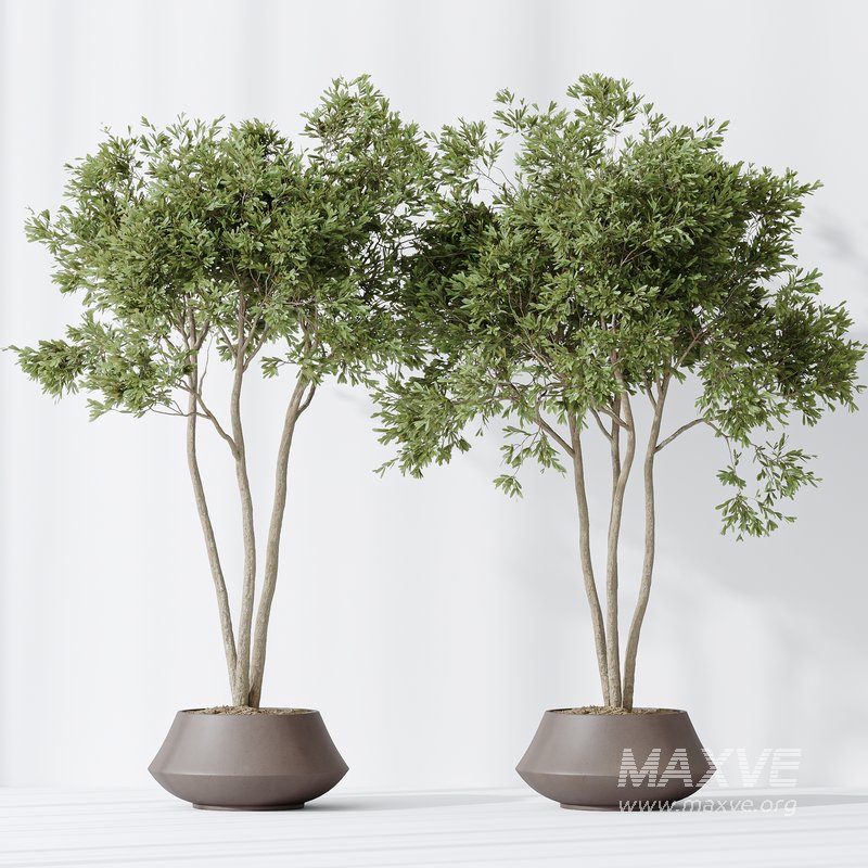 Indoor plants set 105 Wilsonii Chemlali Olive and Wallisii Bellini Peace Lily Domino - Image 3