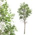 spring trees Fagus Sylvatica - Thumbnail 4