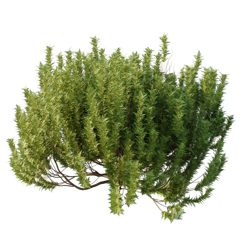 Cypress Bush 08 - Image 2
