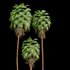 Mexican Fan Palm Washingtonia Robusta 9 trees - Thumbnail 2
