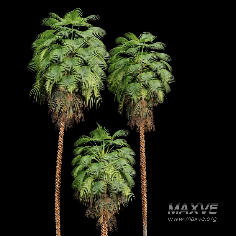 Mexican Fan Palm Washingtonia Robusta 9 trees - Image 2