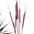HQ HousePlants Decorative Stoilan Pampas Dried Branches Pampy - Thumbnail 4