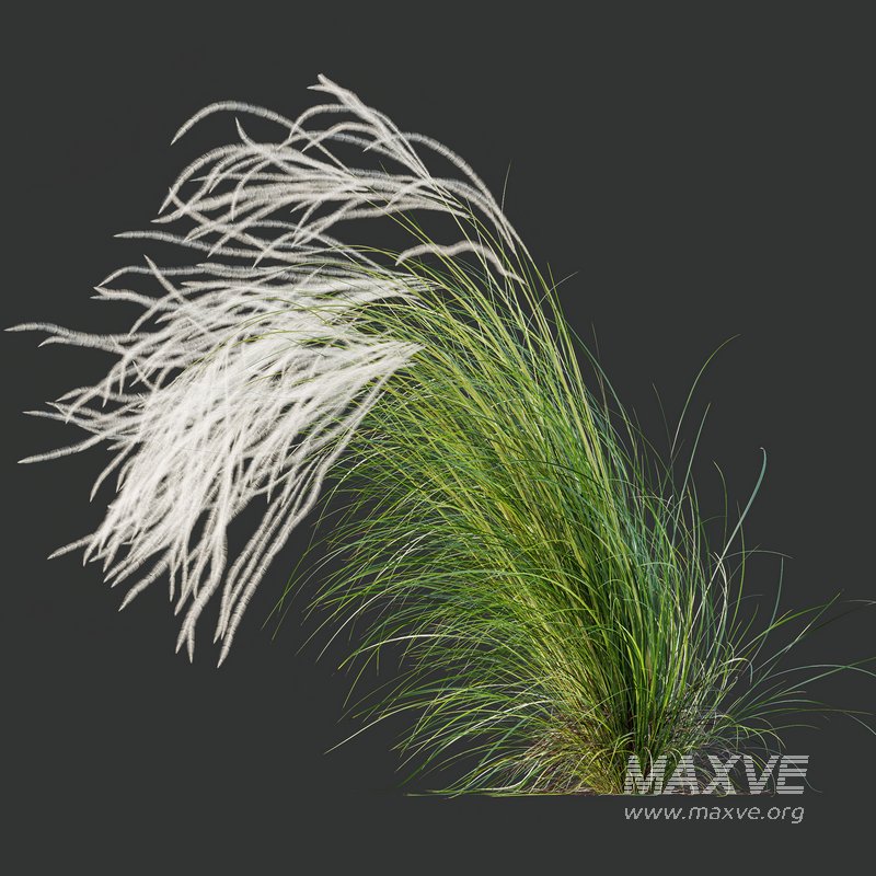 HQ Plants European Feather Stipa Pennata Grass - Image 2