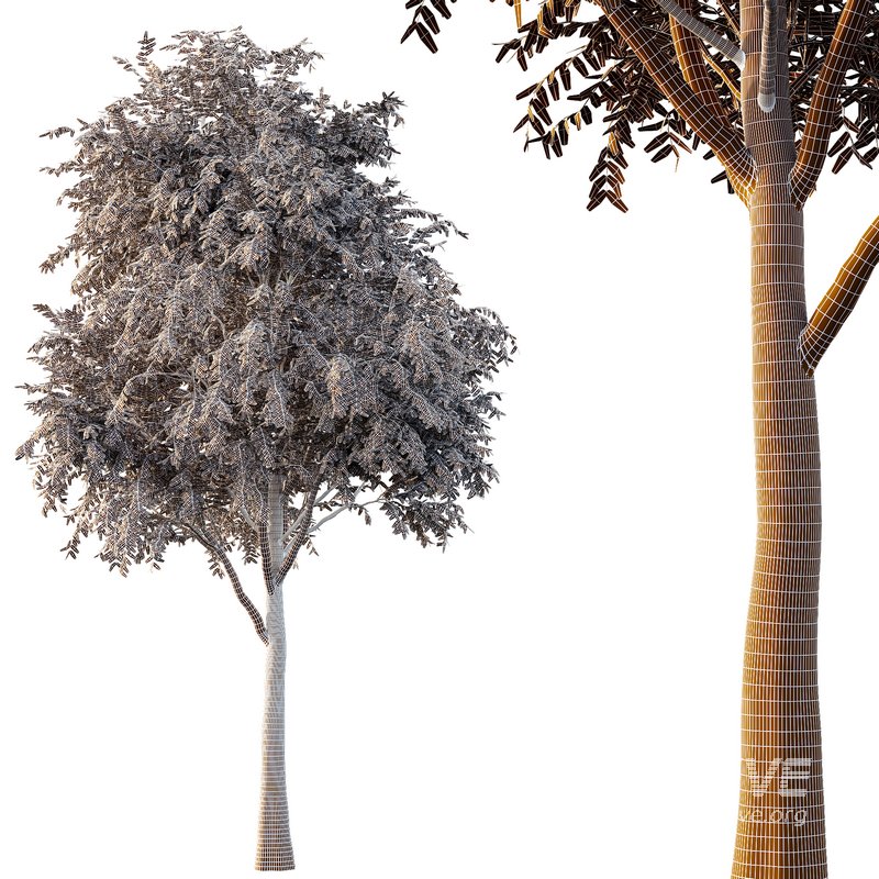 fraxinus excelsior Tree02 - Image 2