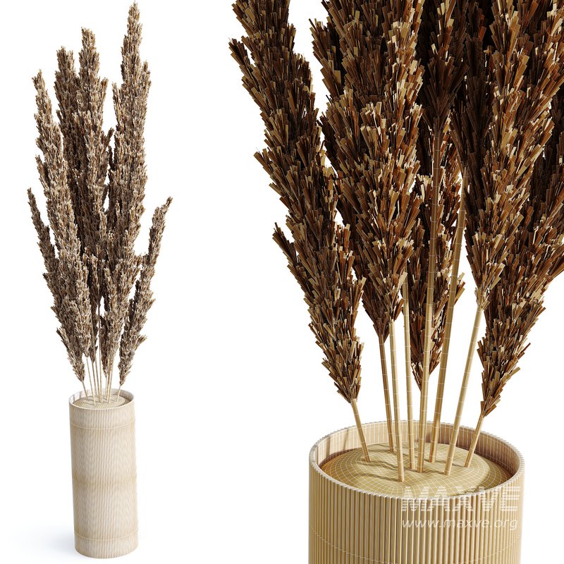 HQ HousePlants Decorative Miscanthus Pampas Dried Branches Pampy02 - Image 3