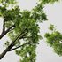 spring trees Acer Pseudoplatanus and Celtis Australis - Thumbnail 2