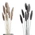 HQ HousePlants Decorative Stoilan Pampas Dried Branches Pampy05 - Thumbnail 2