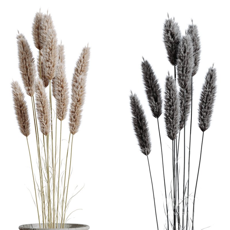 HQ HousePlants Decorative Stoilan Pampas Dried Branches Pampy05 - Image 2