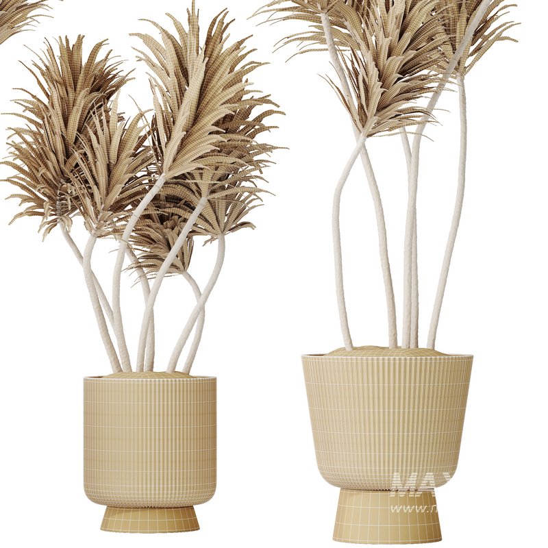 HQ HousePlants Spineless Yucca Aloifolia Rostrata Palm Desmetiana Set02 - Image 2