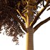 fraxinus excelsior Tree04 - Thumbnail 4