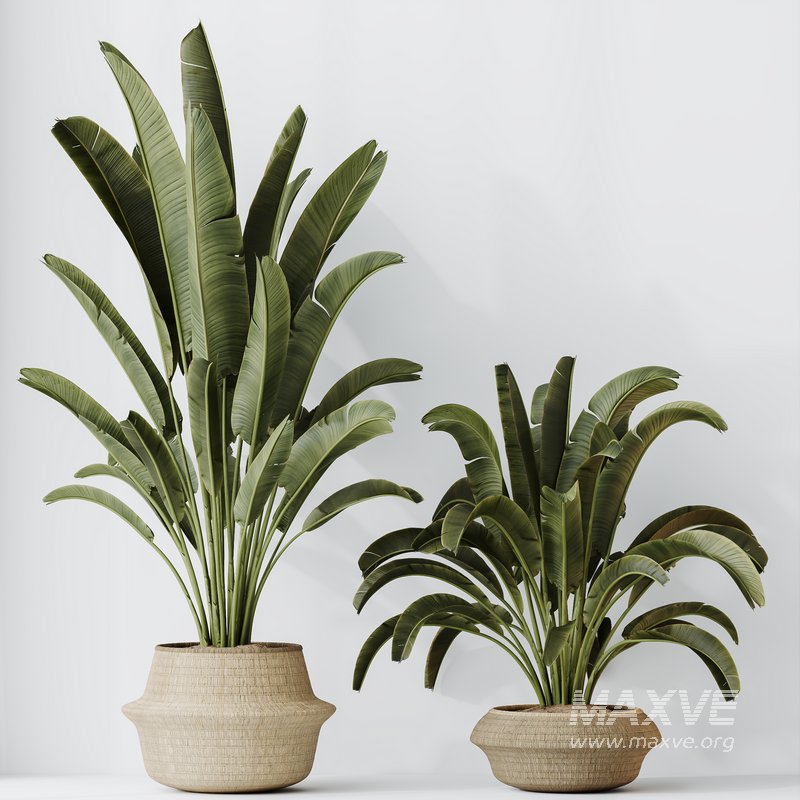 HQ HousePlants Ravenala Banana Strelitzia Nicolai Bird Of Paradise - Image 4