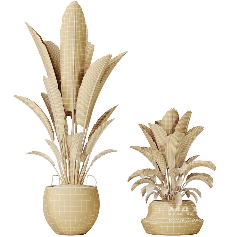 HQ HousePlants Ravenala Banana Strelitzia Nicolai Bird Of Paradise Set10 - Image 4